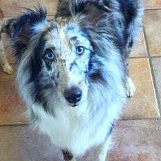 Shetland sheepdog Catalba's Tanzania/Alias Alma