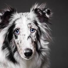 Shetland sheepdog Catalba's Tanzania/Alias Alma