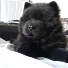 Chow chow Sumichows enzo 