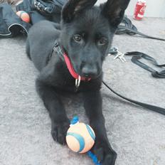 Schæferhund Bølle Bob 