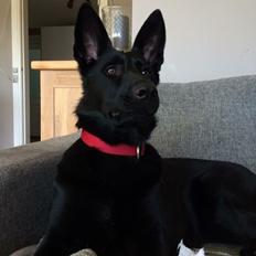 Schæferhund Bølle Bob 