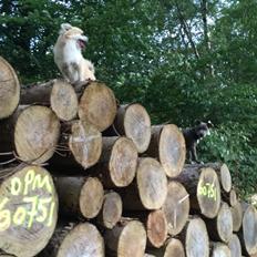 Staffordshire bull terrier Baby Blue 