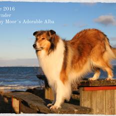 Collie langhåret Ebony Moor´s Adorable Alba