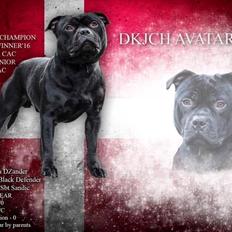 Staffordshire bull terrier Pablo 