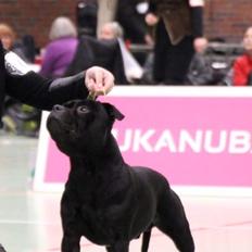 Staffordshire bull terrier Pablo 