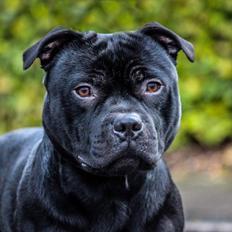 Staffordshire bull terrier Pablo 