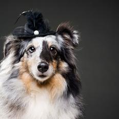 Shetland sheepdog Liva