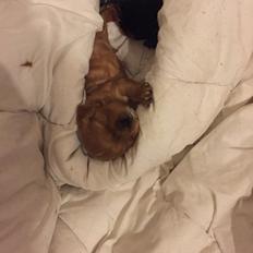 Cavalier king charles spaniel Baby