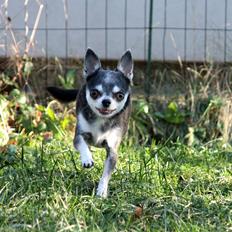 Chihuahua Chihuanas Blueberry Yum Yum - Evee