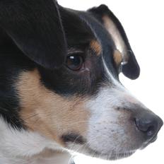 Dansk svensk gaardhund Vaks