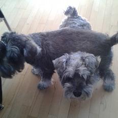 Dvaergschnauzer *RICKEY*