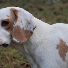 Blanding af racer Frida - Beagle/Cocker Spaniel