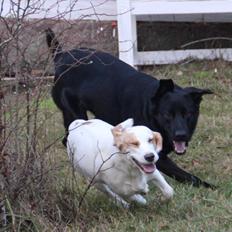 Blanding af racer Frida - Beagle/Cocker Spaniel