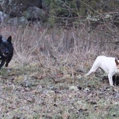 Blanding af racer Frida - Beagle/Cocker Spaniel