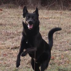 Blanding af racer Ollie - Schæfer/Labrador