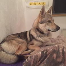 Tjekkoslovakisk ulvehund Ares