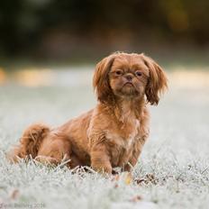 Shih tzu Maggie