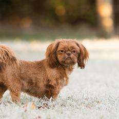 Shih tzu Maggie