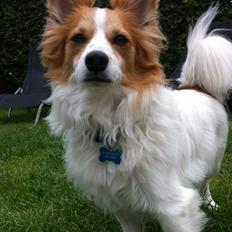 Blanding af racer Diesel