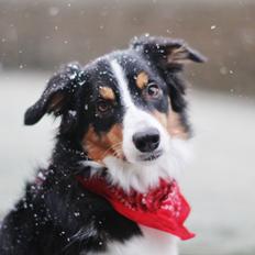 Border collie Onlystar's I Love You Rebel [Bella]