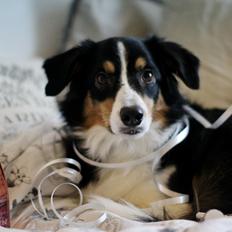 Border collie Onlystar's I Love You Rebel [Bella]