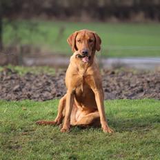 Labrador retriever Jægerlunden Malou