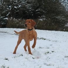 Labrador retriever Jægerlunden Malou