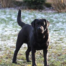 Labrador retriever Mochipappa's Bobby Mcferrin