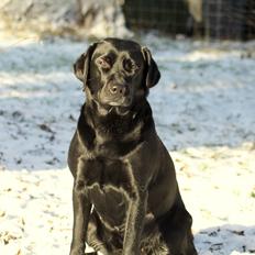 Labrador retriever Acapella