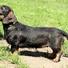 Dværggravhund Højsletgaard's Izza