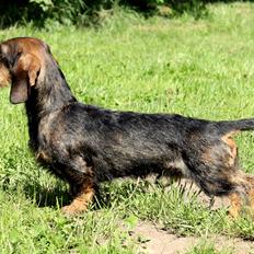 Gravhund Mochipappa's Dirch