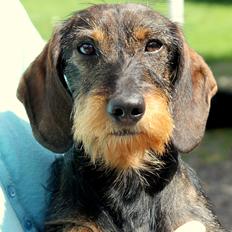 Gravhund Mochipappa's Dirch