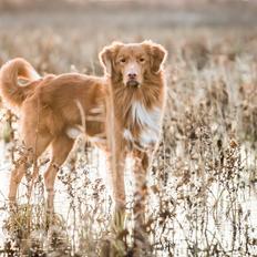 Nova scotia duck tolling retriever Findus