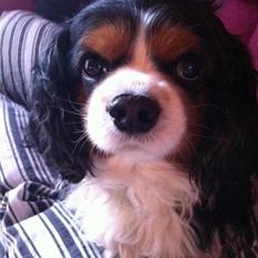Cavalier king charles spaniel Anton