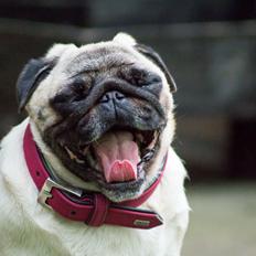Mops Monirentes Rabiola *kaldes Mopse*