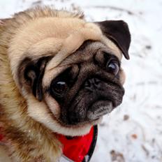 Mops Monirentes Rabiola *kaldes Mopse*