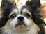 Chihuahua Chili "Rottweileren"RIP