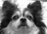 Chihuahua Chili "Rottweileren"RIP
