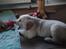 Golden retriever Max