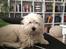 Coton de tulear Jasmine - Mine hersker i sofaen