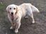 Golden retriever Max - Far
