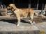 Golden retriever Max - Mor Maja