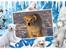 Golden retriever Max
