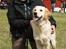 Golden retriever Max - Hundetræning
