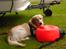 Golden retriever Max - Camping