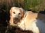 Golden retriever Max