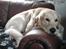 Golden retriever Max