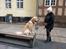 Golden retriever Max - Bytur med hundetræning