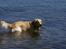 Golden retriever Max