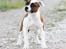 Staffordshire bull terrier * QT *